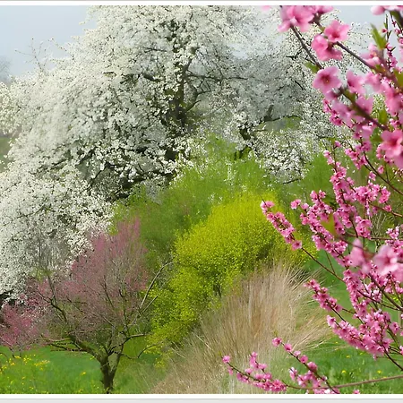 Weingut Ringwald הרבולצהיים