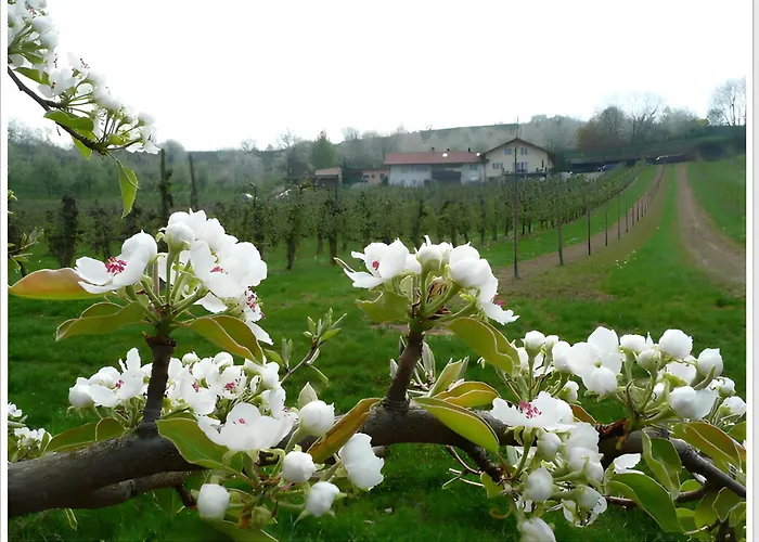 Apartamento Weingut Ringwald