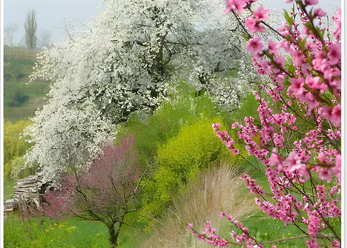 Weingut Ringwald Herbolzheim